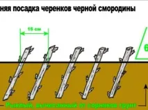 смородина