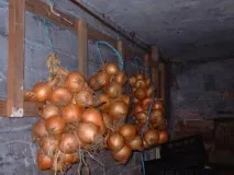 посівна