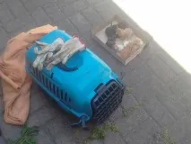 Людина врятувала кошенят та їх маму-кішку людина