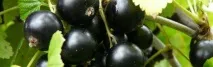 чорна
