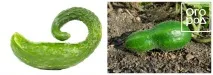 огіркам