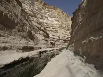 Квітуча пустеля Негєв в Ізраїлі негєв