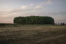 марійці