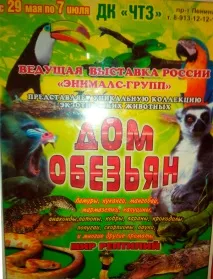 Добродушні королі акутальних піпікотиків акутальних