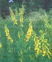 Буркун лікарський - Сади Сибіру. лікарський