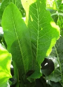 хрін