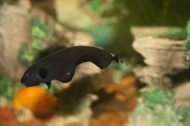 Екзотика, Рибка півник (рибка бійцева) Betta splendens екзотика