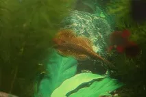 Екзотика, Рибка півник (рибка бійцева) Betta splendens півник