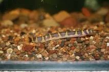 Екзотика, Рибка півник (рибка бійцева) Betta splendens рибка