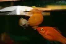 Екзотика, Рибка півник (рибка бійцева) Betta splendens екзотика