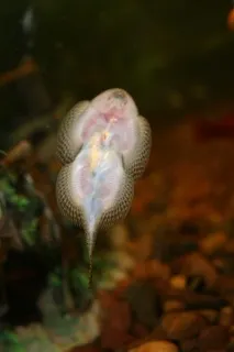 Екзотика, Рибка півник (рибка бійцева) Betta splendens півник