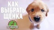 Якщо німецька вівчарка отруїлася, що робити, Наші кішки та собаки німецька