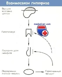 Фізіологія гіпофіза при вагітності (зміна функції) гіпофіза