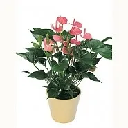 anthurium