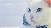 Глухий Гаряче глухий