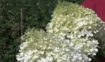Гортензія хуртовина - Юнік опис, посадка та догляд, морозостійкість юнік