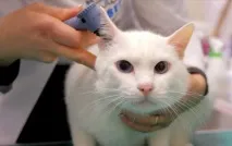 Глухий Гаряче Ахілл