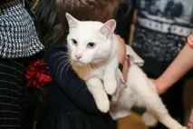 Глухий Гаряче Ахілл