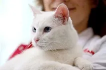 Глухий Гаряче глухий