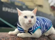 Глухий Гаряче людей