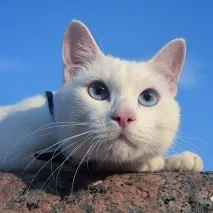 Глухий Гаряче гаряче