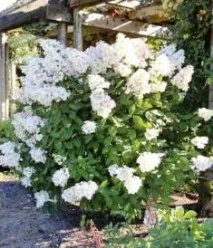 hydrangea