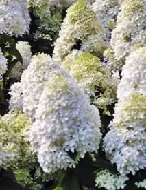 hydrangea