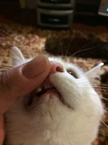 Глухий Гаряче людей