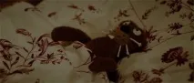 безухий
