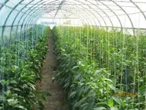 Як домогтися врожайності сорту перцю «Джультетта» пророщування розсади, правильний догляд та добриво врожайності
