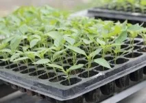 Як знезаразити землю перед посадкою розсади - Дачні ідеї та досвід садівників знезаразити