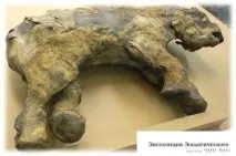 Як гинули мамонтята - 11 Грудня 2013, Земля - Хроніки життя грудня