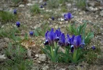 Як розмножувати і доглядати карликові іриси розмножувати