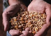 Як самостійно приготувати комбікорм для свиней приготувати