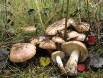 Як приготувати топольну рядівку приготувати