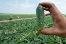 Як врятувати врожай у дощове літо поради Андрія Туманова врятувати