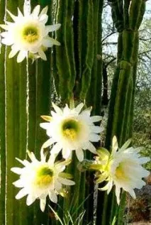 Trichocereus