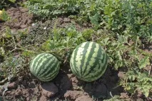 Як виростити кавун у відкритому ґрунті. кавун