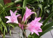 crinum