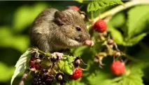ГЛПС