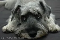 міттельшнауцер