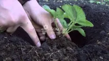 Полуниця Зефір опис сорту, посадка, догляд фото зефір