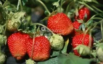 Полуниця Зефір опис сорту, посадка, догляд фото сорту