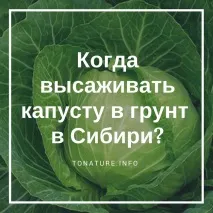 кога