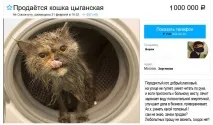 котячі