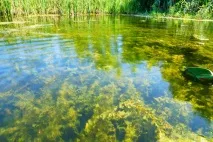 культура