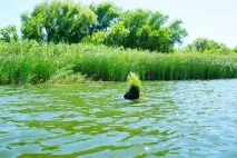 історія