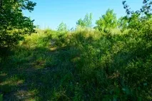 петровського