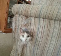котячі