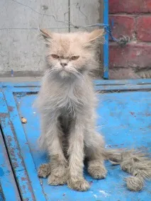 посиденьки